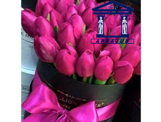 Aprajud envía saludo por el Día Internacional de la Mujer